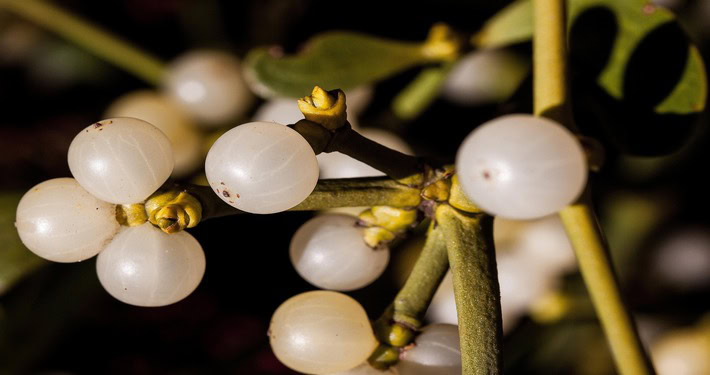 mistletoe-229836_1920 (1) Bacche di vischio - InOrto