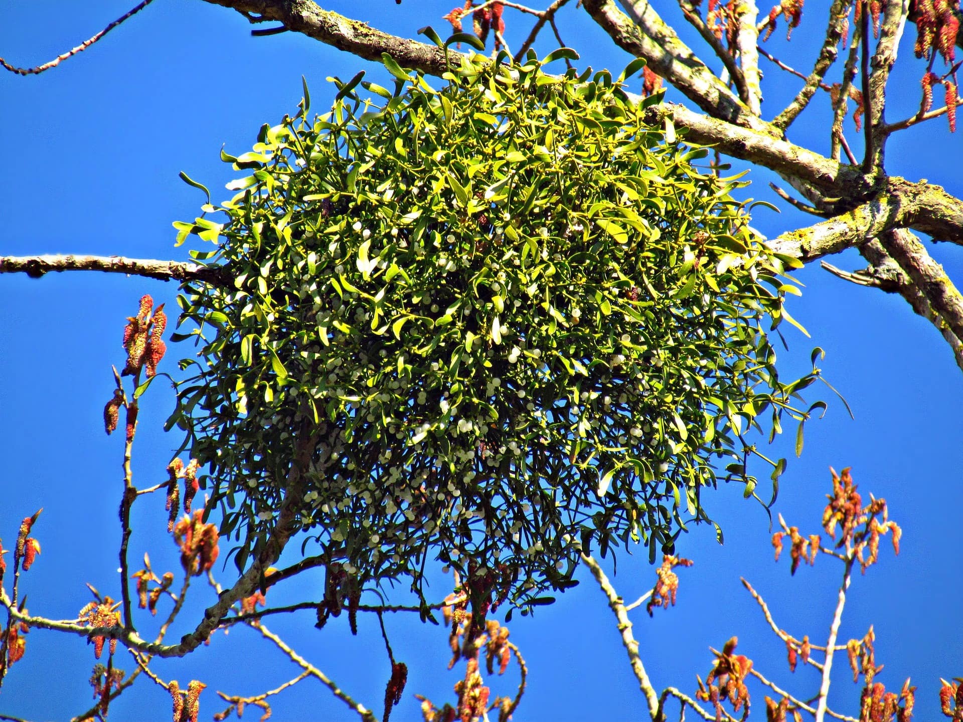 mistletoe-2684556_1920 Cespuglio di vischio su ramo -InOrto
