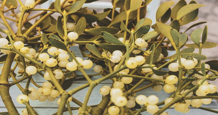 mistletoe-3845570_1280 (1) Bacche bianche di vischio - InOrto