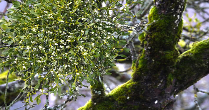 mistletoe-7264573_1920 (1) Cespuglio di vischio -InOrto
