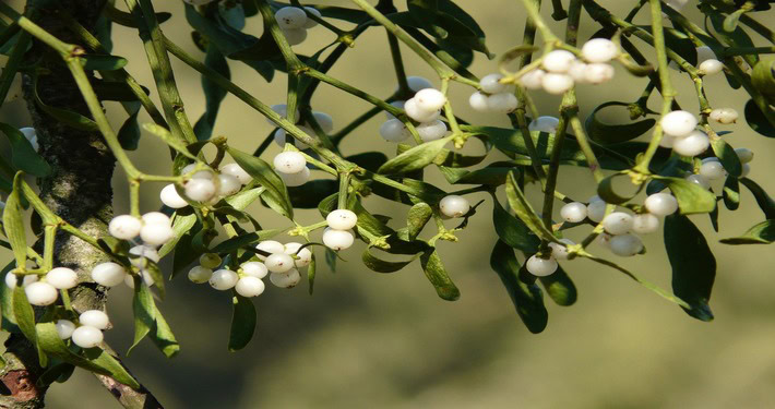 mistletoe-berries-16395_1920 (1) Ramo di vischio con bacche bianche - InOrto