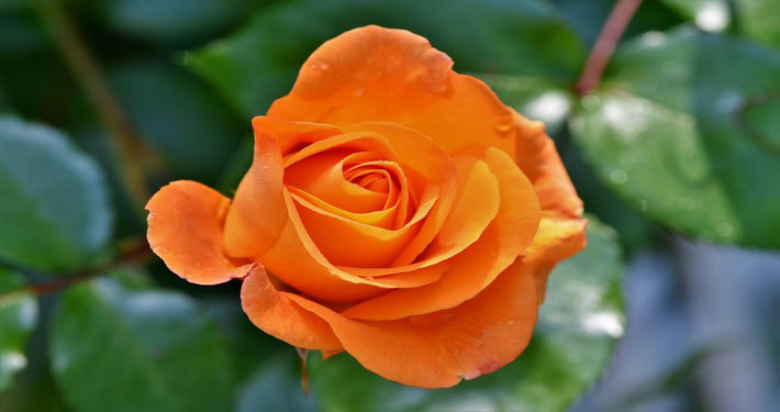 Rosa arancione -InOrto