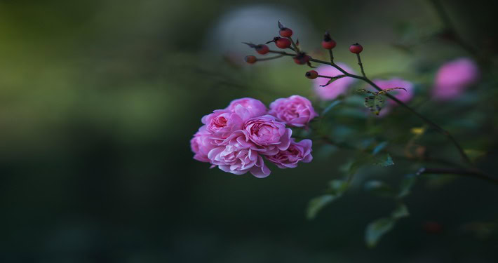rose-8348461_1920 (1) Ramo fiorito di rose - InOrto