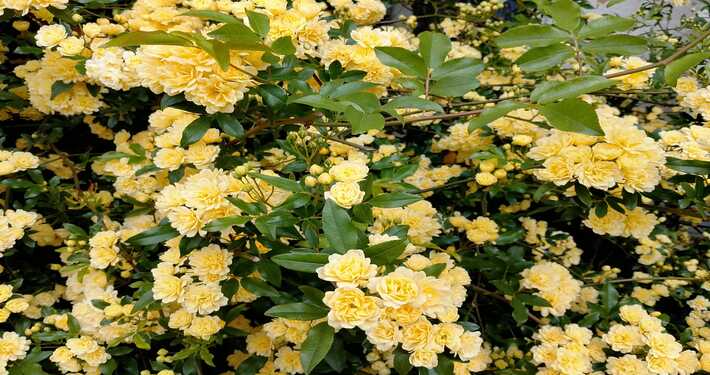 rose gialle2 Roselline gialle - InOrto