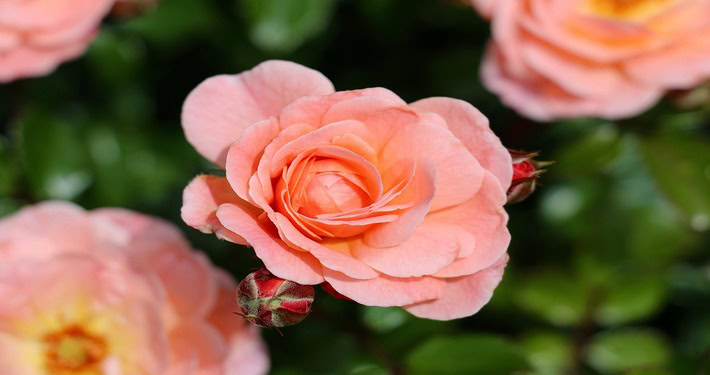 roses-7945822_1920 (1) Rose rosa - InOrto