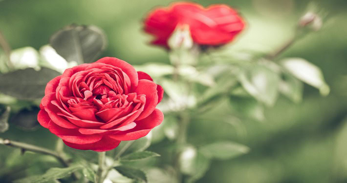 sfondo Rose rosse - InOrto