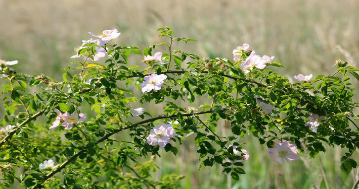 wild-rose-3454905_1920 (1) Rosa rampicante - InOrto