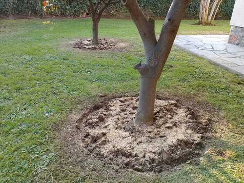 Agrumi concimati con lupini - InOrto