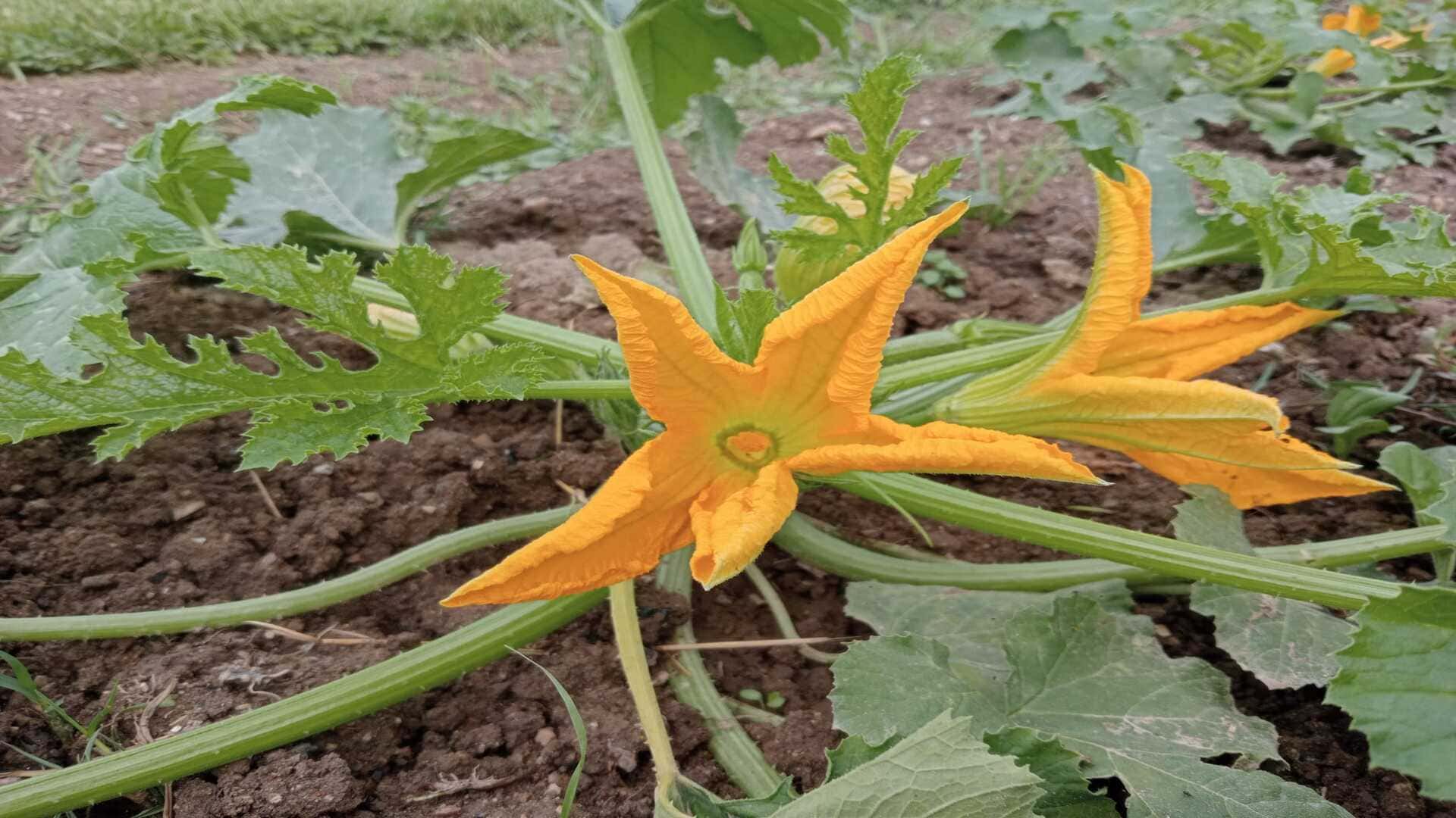 1920 x1080 Pianta di zucchina con fiori aperti - InOrto