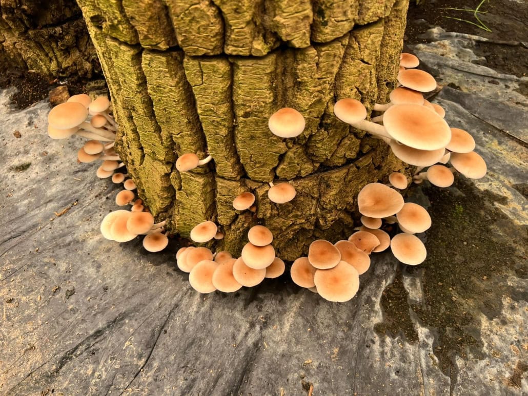 Tronco con funghi in produzione - InOrto
