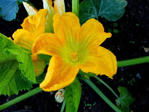 flowers-5393375_1280 (1) Fiore di zucca aperto - InOrto
