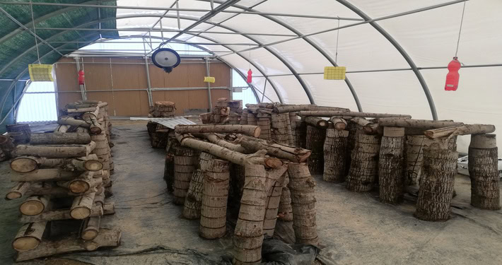 Serra per la coltivazione di funghi su tronchi - InOrto