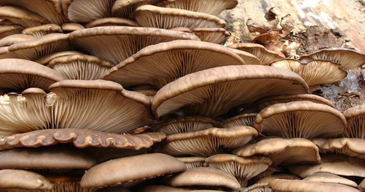 Pleurotus -InOrto