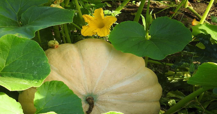 pumpkin-1533857_1920 (1) Fiori di zucca - InOrto