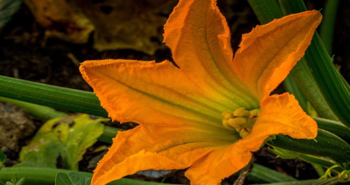 pumpkin-4350091_1920 (1) Un fiore di zucca - InOrto
