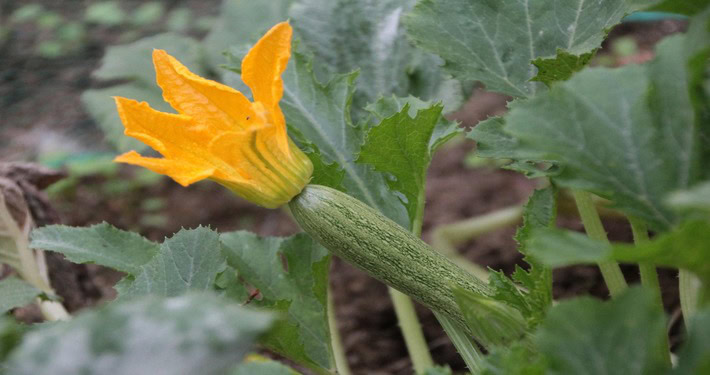 zucchini-3622003_1920 (1) Zucchina con fiore - InOrto