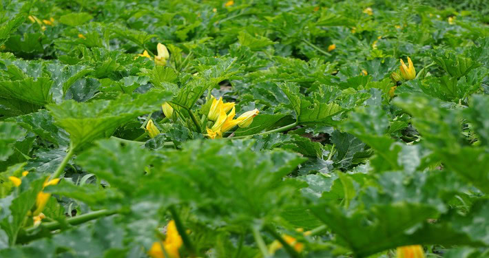 zucchini-5357546_1920 (1) Coltivazione di zucchine con fiori - InOrto