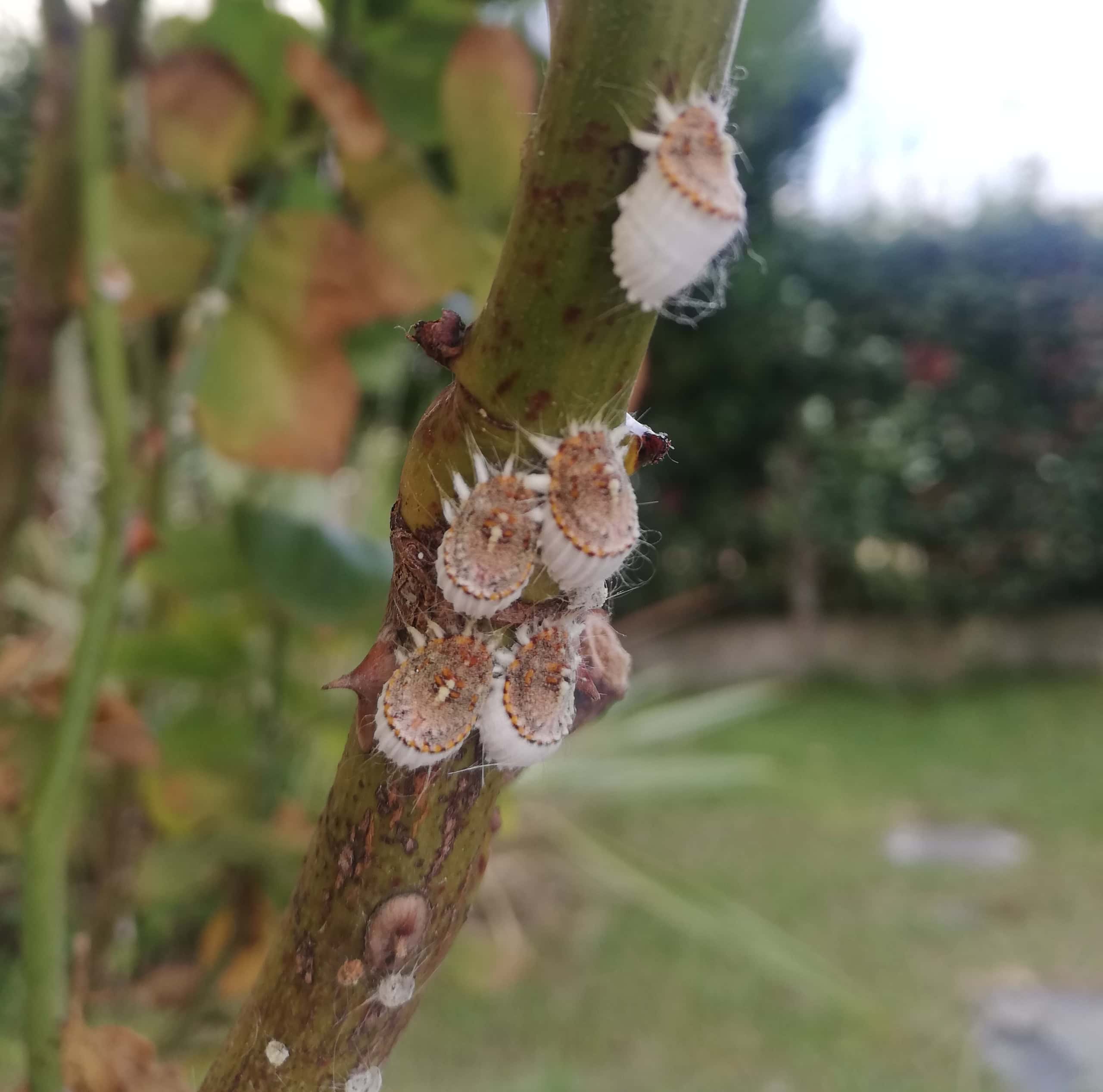 Cocciniglia Icerya purchasi - InOrto