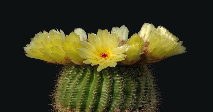 Fiore di cactus - InOrto