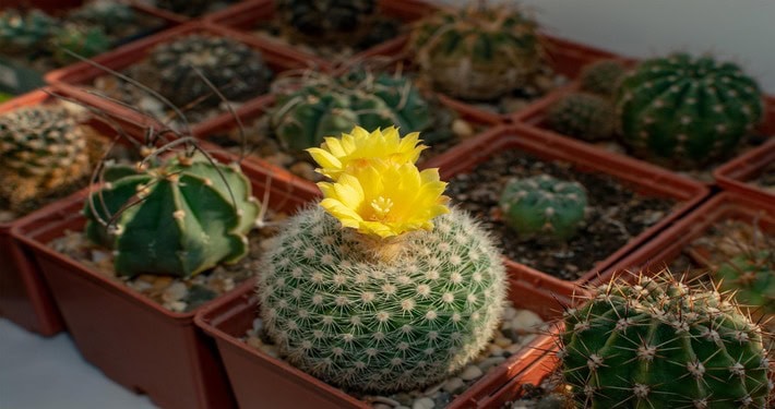 Cactus Parodia fiorito - InOrto