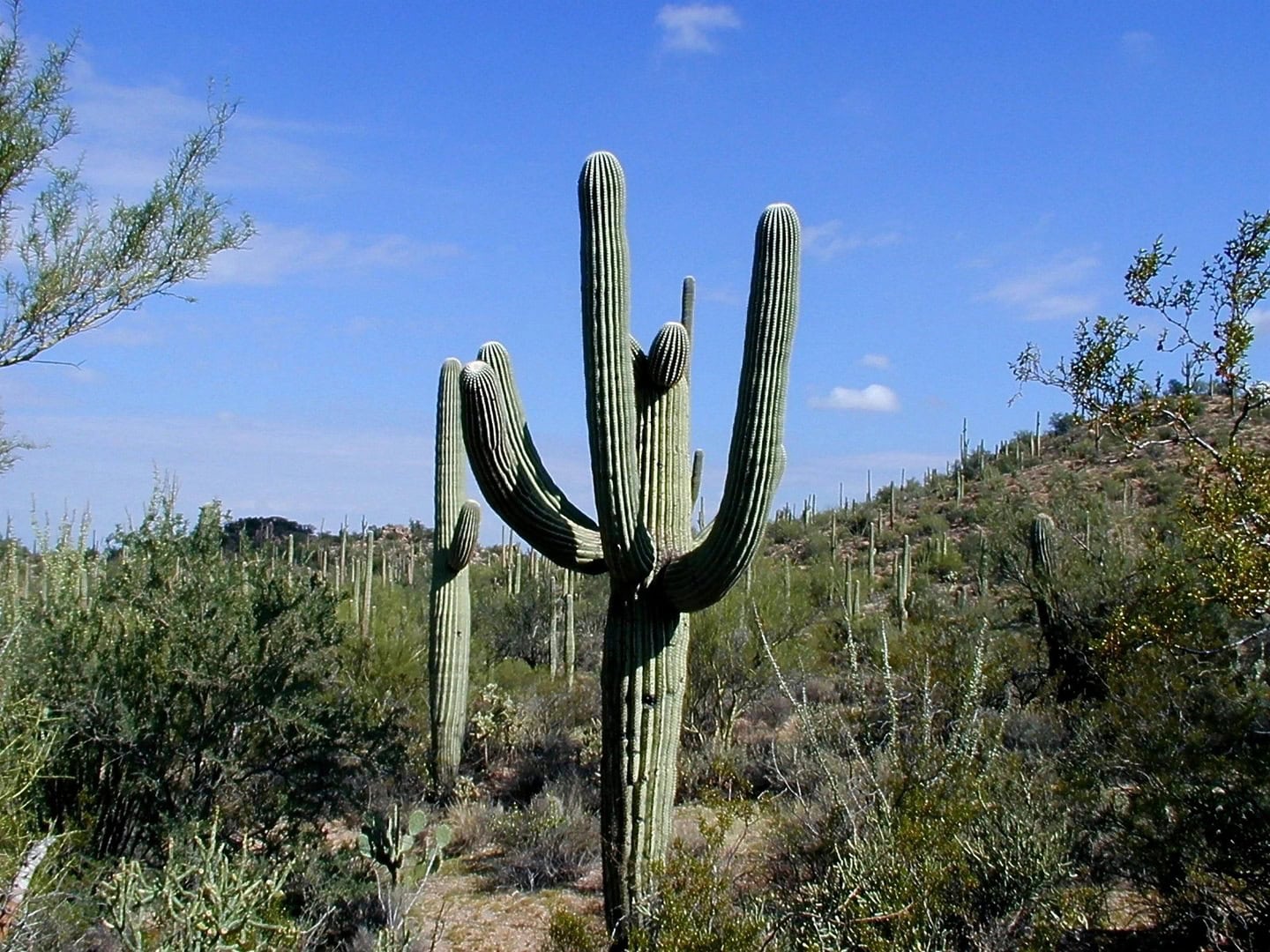 Cactus Saguaro - InOrto