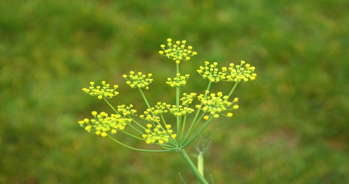fiore di finocchio Fiore di finocchio - InOrto