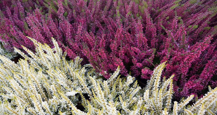 Calluna - InOrto