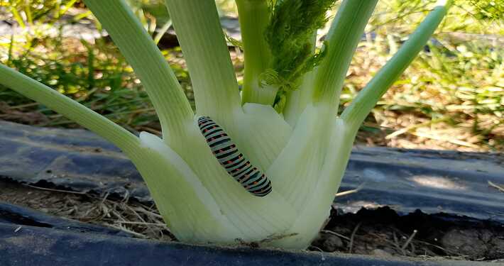 macaone finocchio Larva di macaone su finocchio - InOrto