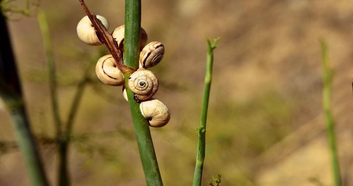 snail-shells-3615493_1920 (1) Lumache su steli di finocchio - InOrto