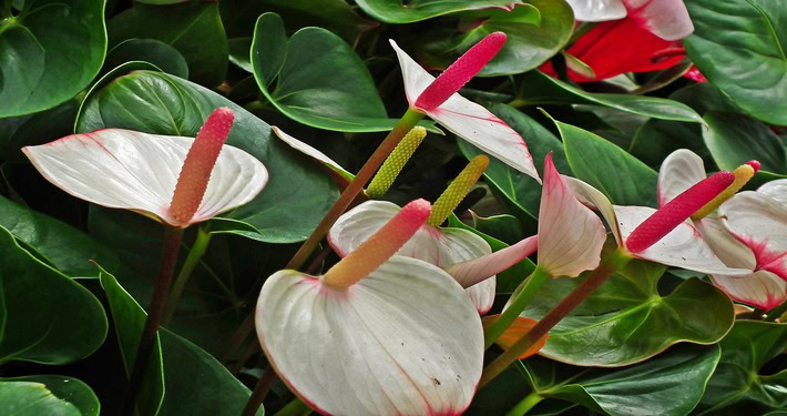 Anthurium bianco - InOrto