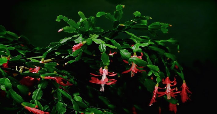 Cactus di Natale - InOrto