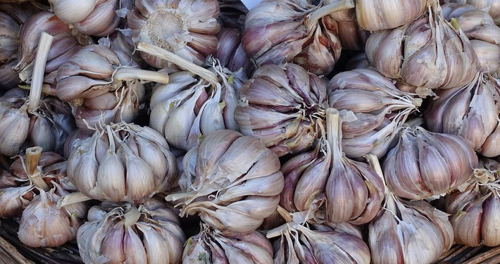 Teste di aglio -InOrto