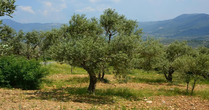 Oliveto -InOrto