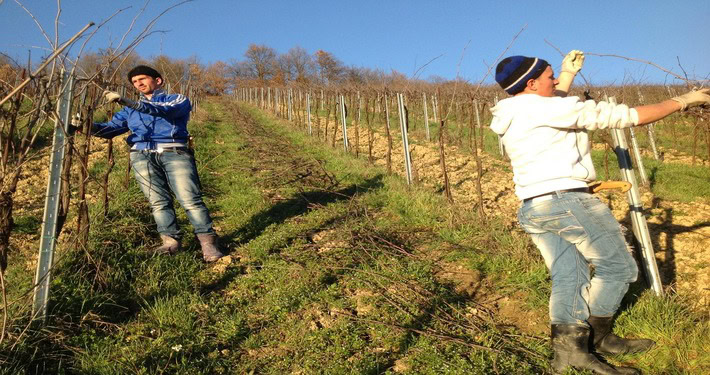 Potatura invernale della vite -InOrto