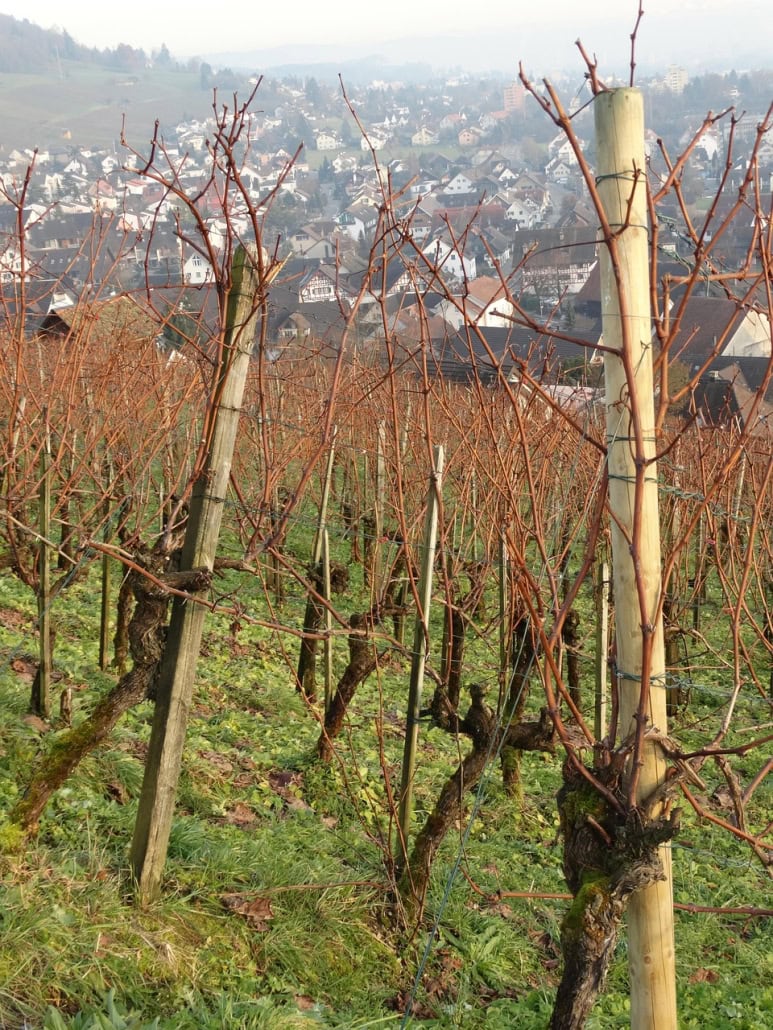 Vigneto in inverno -InOrto