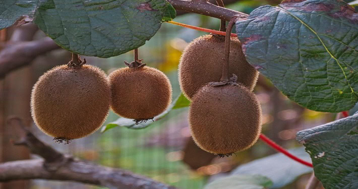 Kiwi -InOrto