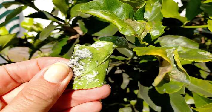 Lanugine bianca su foglie di limone - InOrto