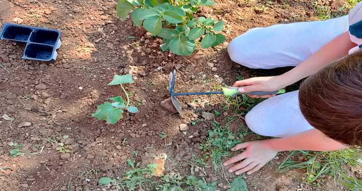 Trapianto di piantine - InOrto