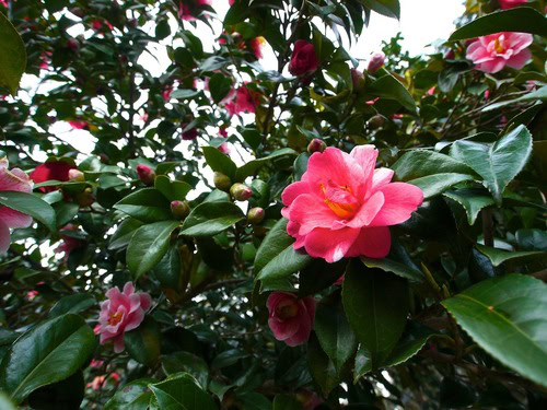Camelia - InOrto