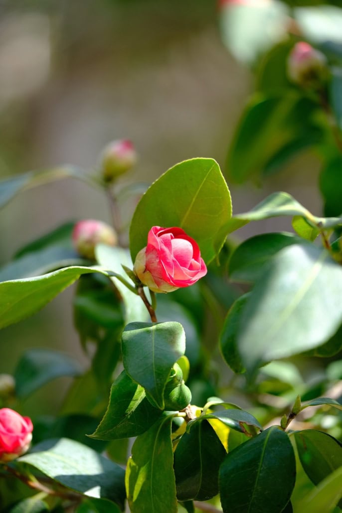 Boccioli di camelia -InOrto