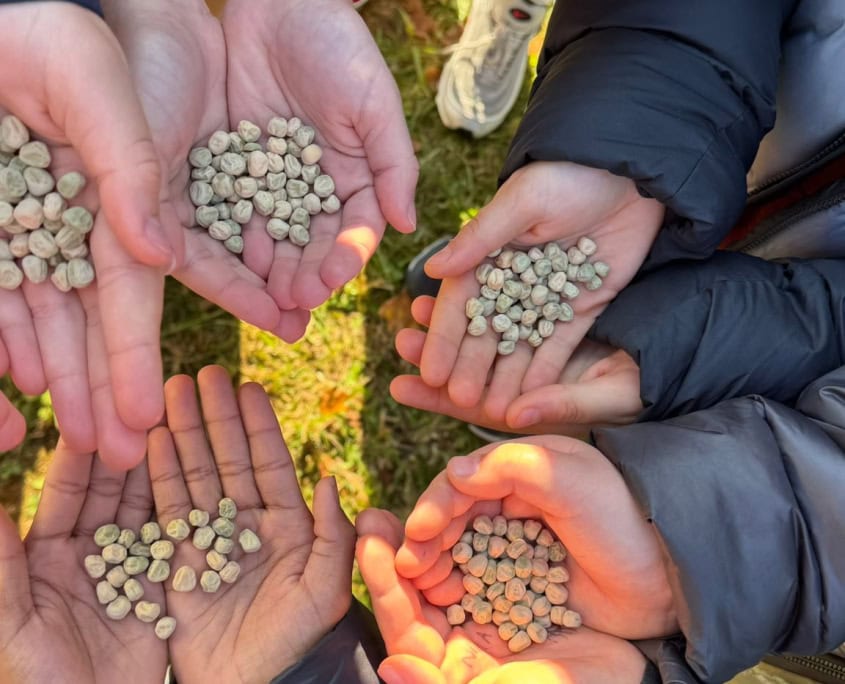 Semi di piselli in tante mani - InOrto