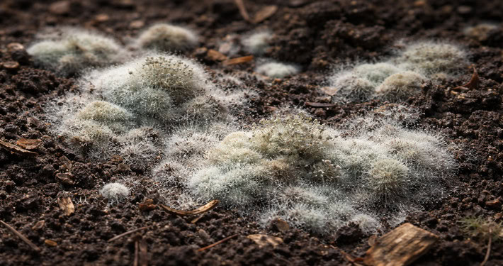 Muffa sulla terra - InOrto
