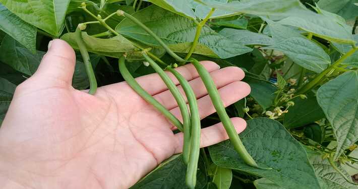 Fagiolini pronti da raccogliere - InOrto
