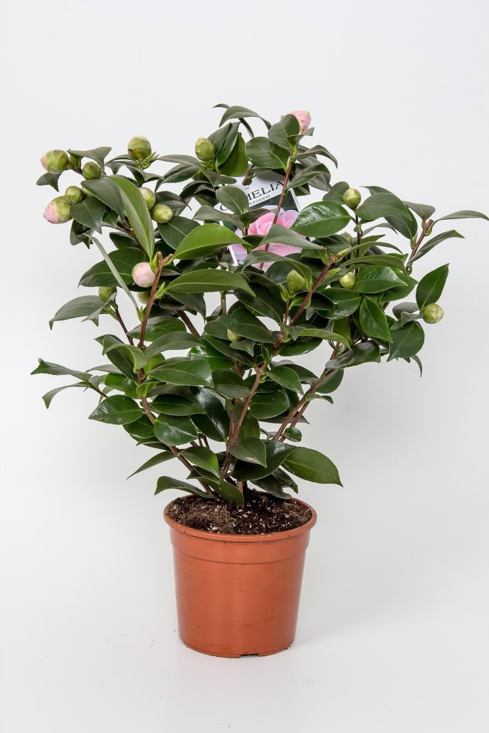 Camelia in vaso -InOrto