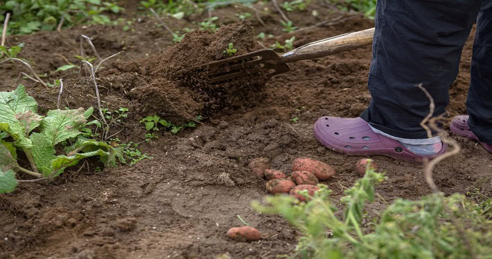 Raccolta delle patate - InOrto