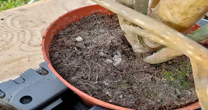 Pianta di aloe con muffa in vaso - InOrto