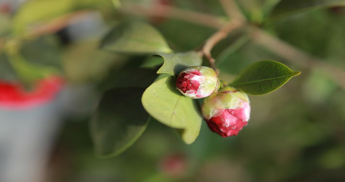 Boccioli fiorali di camelia -InOrto