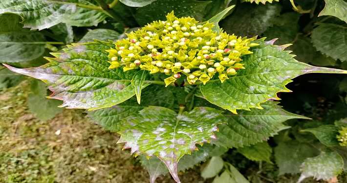 Oidio su ortensia - InOrto