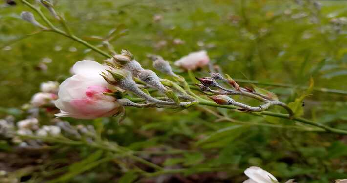 Boccioli di rosa con oidio - InOrto