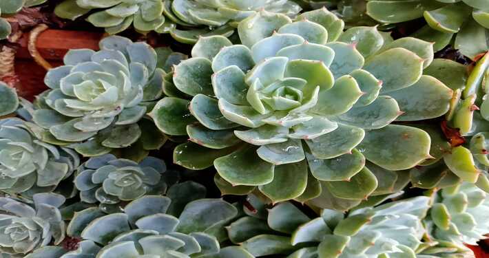 Echeveria - InOrto
